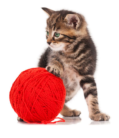 Funny gray kitten and ball of thread isolated on white