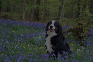Happy bernese mountain dog in beautiful flowerd field.