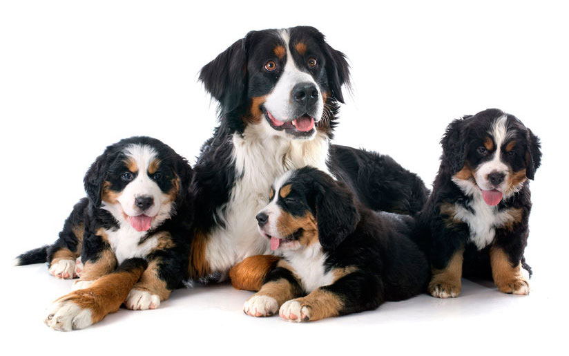 pupies and adult bernese mountain dog in front of white background