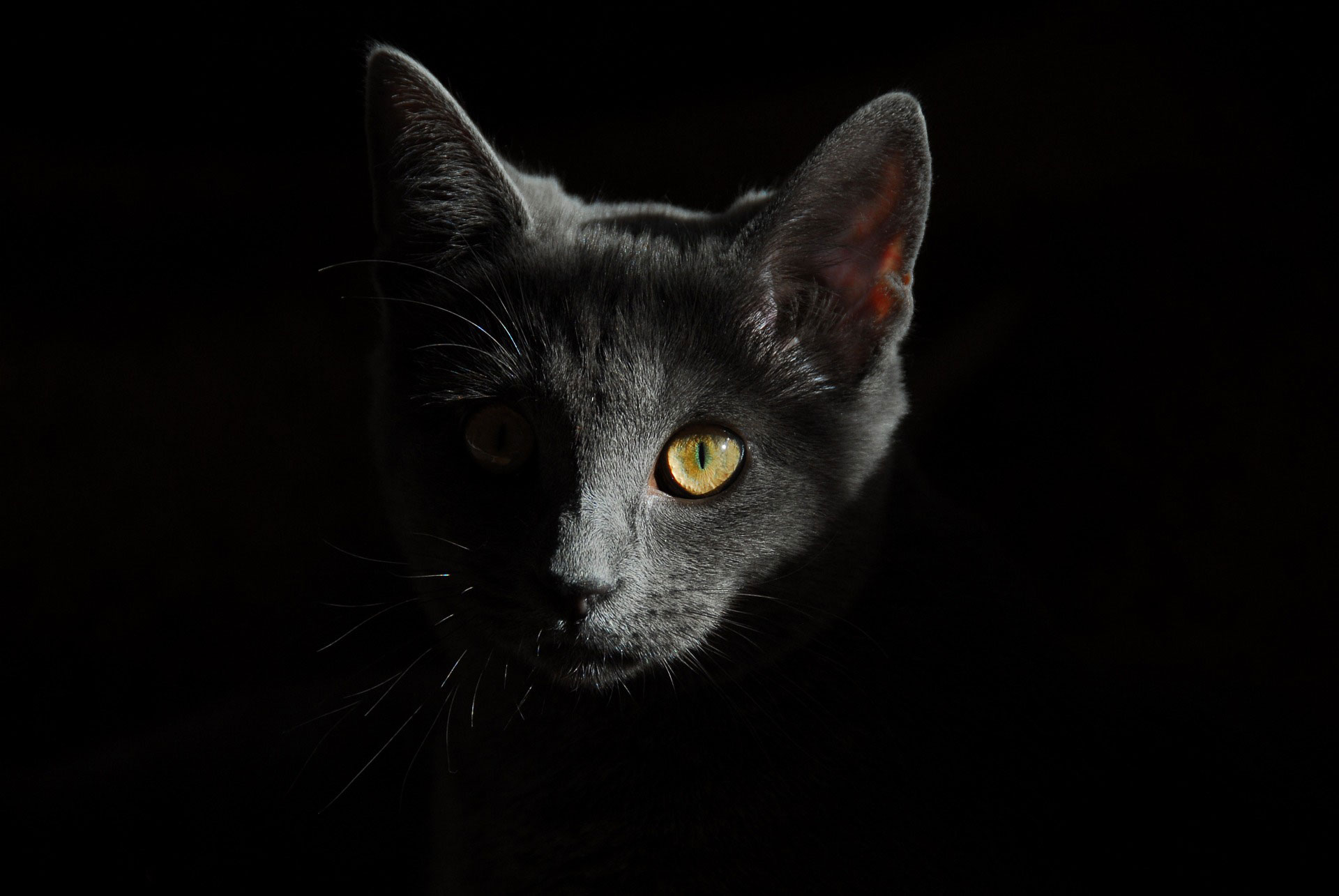 gray-cat