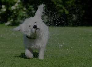 white puppy playing sprinkling water on grass