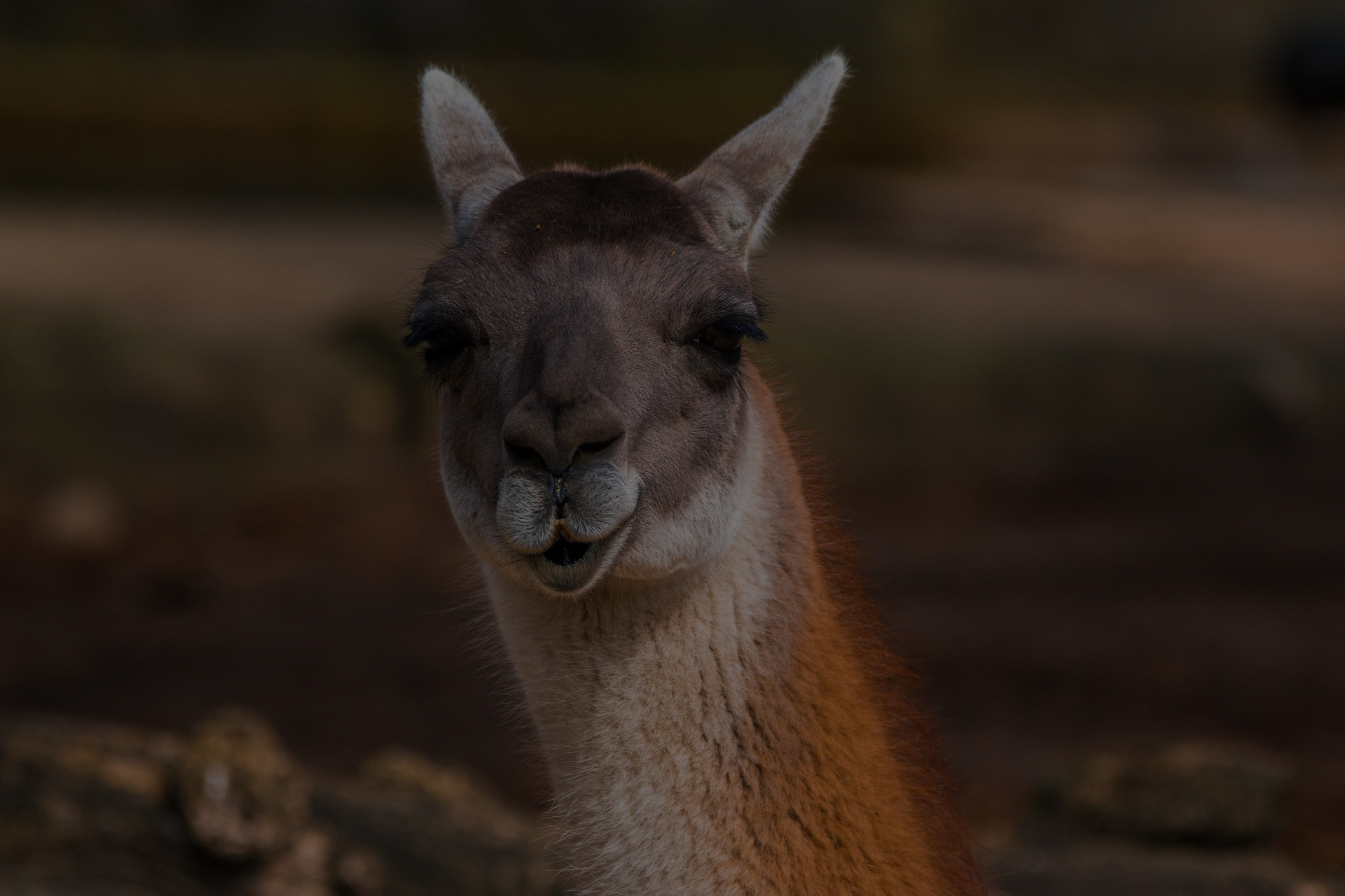 Brown alpaca looking right in the camera
